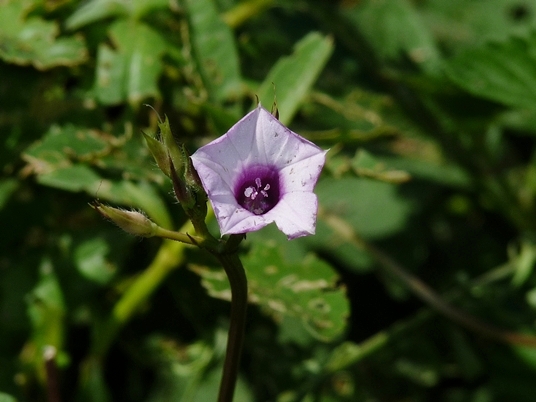 {Ipomoea triloba}